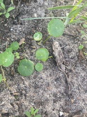 Hydrocotyle bonariensis