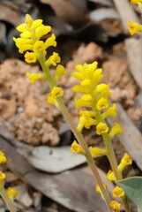 Synaphea