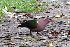 Chalcophaps longirostris