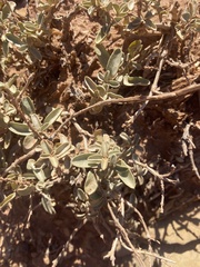 Atriplex