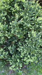 Buxus sempervirens