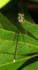 Pseudocopera ciliata