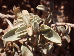 Atriplex