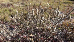 Salix glauca