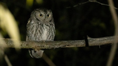 Megascops kennicottii