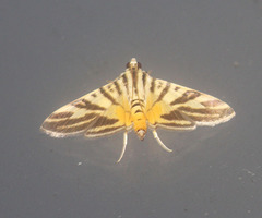 Nothomastix obliquifascialis