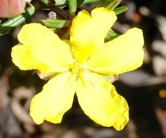 Hibbertia exasperata