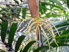 Arecoideae