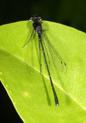 Onychargia atrocyana