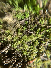 Bryum dichotomum