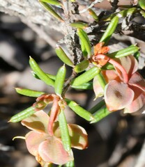 Hibbertia exasperata