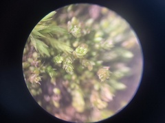 Bryum dichotomum