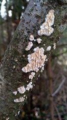 Basidioradulum radula