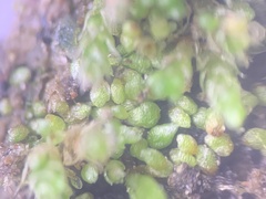 Bryum dichotomum