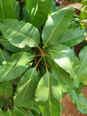 Heptapleurum arboricola