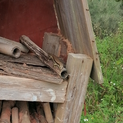 Eutropis longicaudata