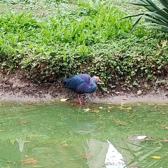 Porphyrio poliocephalus