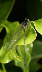 Onychargia atrocyana