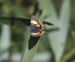 Pseudalmenus chlorinda