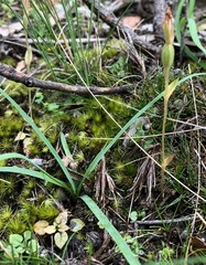 Pterostylis nana