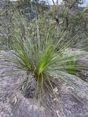 Xanthorrhoea media
