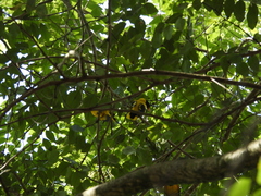 Oriolus xanthornus