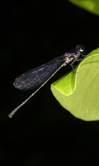 Onychargia atrocyana