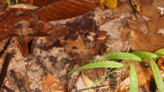 Pseudocopera ciliata