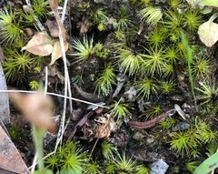 Campylopus introflexus