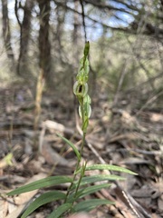 Pterostylis macilenta