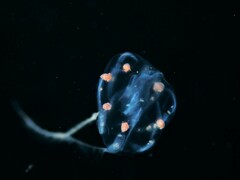 Hyperiidae