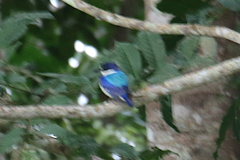 Todiramphus macleayii