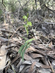 Pterostylis macilenta
