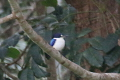 Todiramphus macleayii