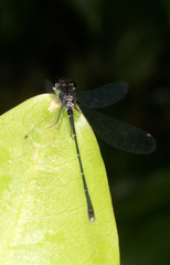 Onychargia atrocyana