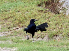 Quiscalus major westoni