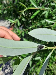 Phidippus audax