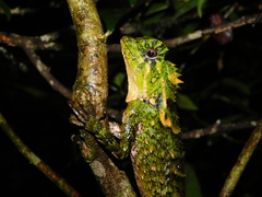 Gonocephalus kuhlii
