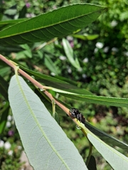 Phidippus audax