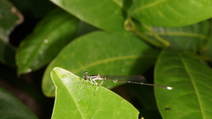 Pseudocopera ciliata