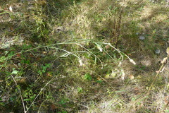 Centaurea pseudomaculosa