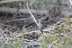 Microcarbo pygmaeus