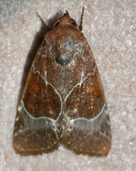 Hampsonodes mastoides