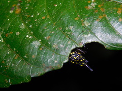 Gasteracantha