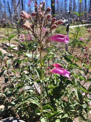 Nothochelone nemorosa