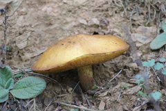 Suillus collinitus