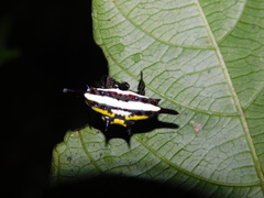 Gasteracantha
