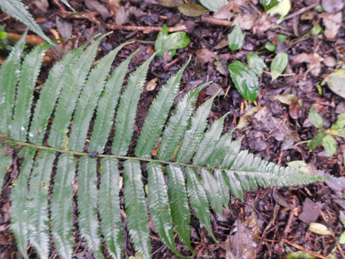 Dryopteris fatuhivensis observed 2022-10-16