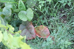 Rumex obtusifolius