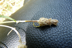 Centaurea pseudomaculosa